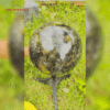 Big Spheres Flourite